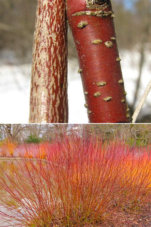  Silky Dogwood (Cornus Amonium) - 1 Gallon Pot