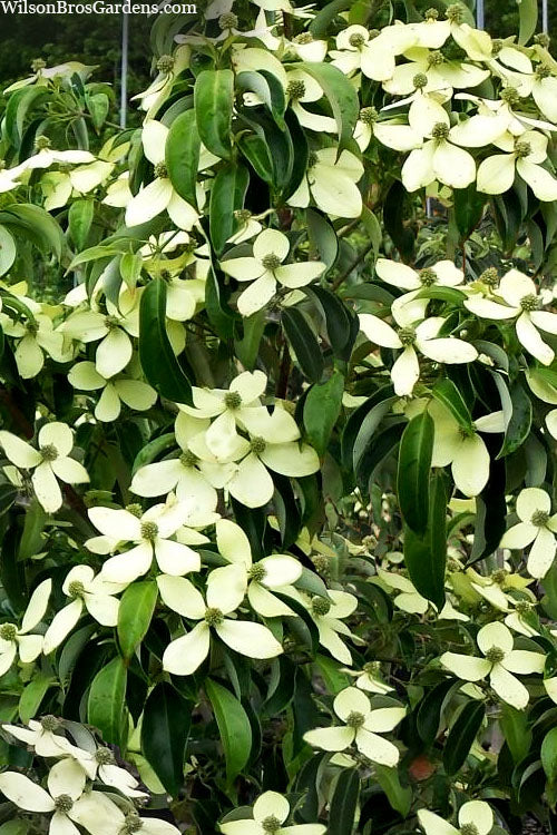 Bernice Evergreen Dogwood Tree (Cornus Angustata) - 2 Gallon Pot