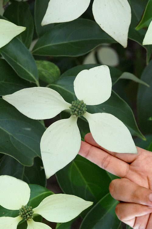  Bernice Evergreen Dogwood Tree (Cornus Angustata) - 2 Gallon Pot