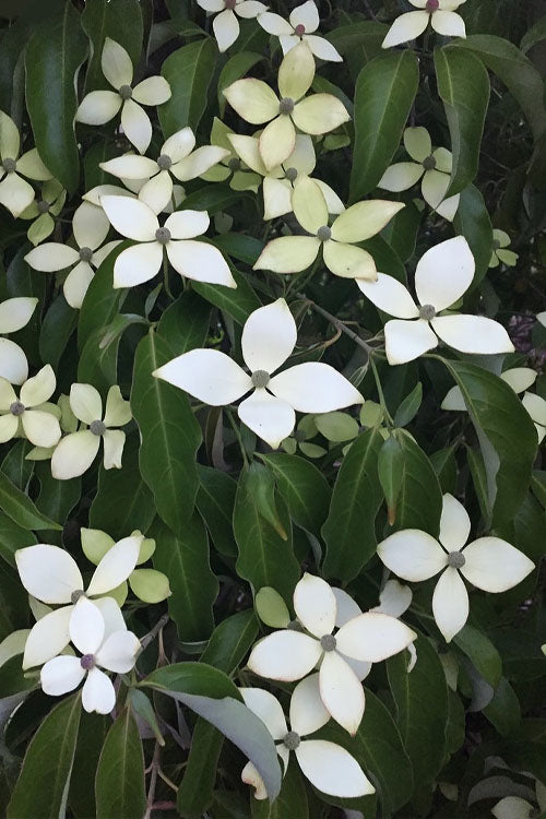  Lucky Leprechaun Dogwood Tree (Cornus Elliptica) - 1 Gallon Pot