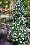  Lucky Leprechaun Dogwood Tree (Cornus Elliptica) - 1 Gallon Pot