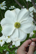  Appalachian Joy Dogwood - 7 Gallon Pot (5-6')