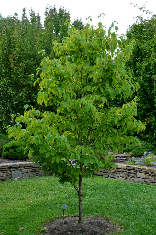  Appalachian Joy Dogwood - 7 Gallon Pot (5-6')