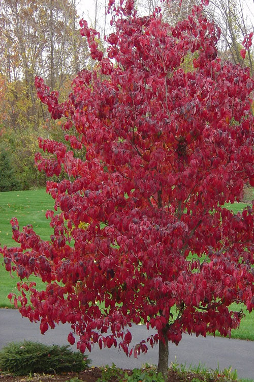  Appalachian Joy Dogwood - 7 Gallon Pot (2.5-3')