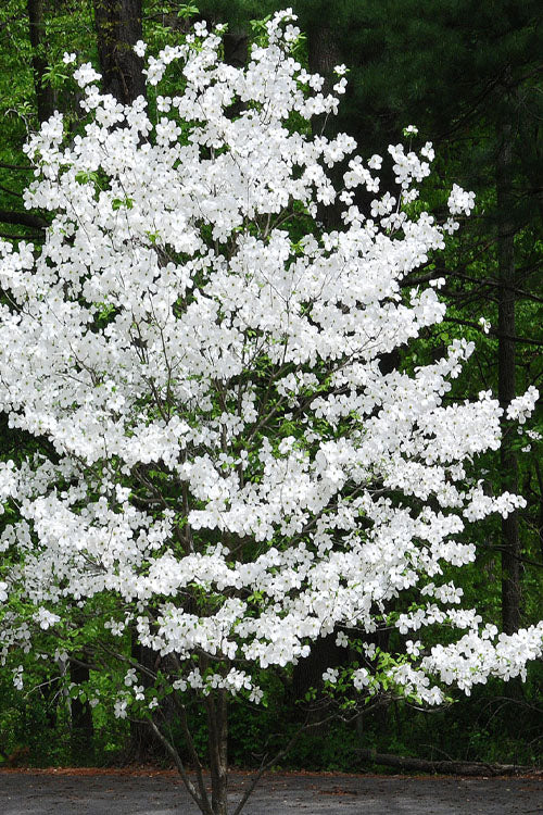  Appalachian Joy Dogwood - 7 Gallon Pot (4-5')