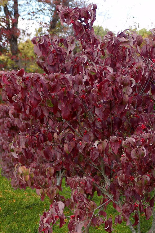  Cloud 9 Dogwood Tree - 7 Gallon Pot (4-5')