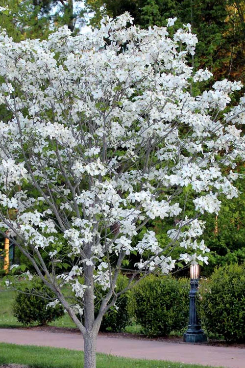  Cloud 9 Dogwood Tree - 7 Gallon Pot (4-5')