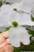  Cloud 9 Dogwood Tree - 7 Gallon Pot (4-5')