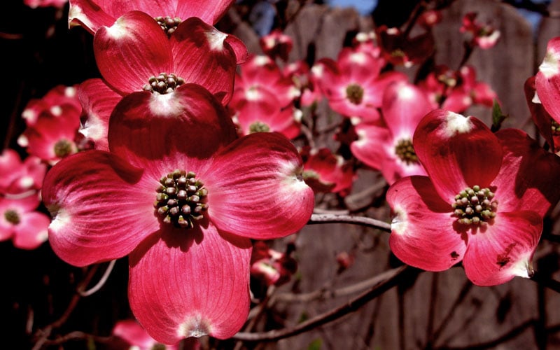  Ragin' Red Dogwood Tree - 5 Gallon Pot 
