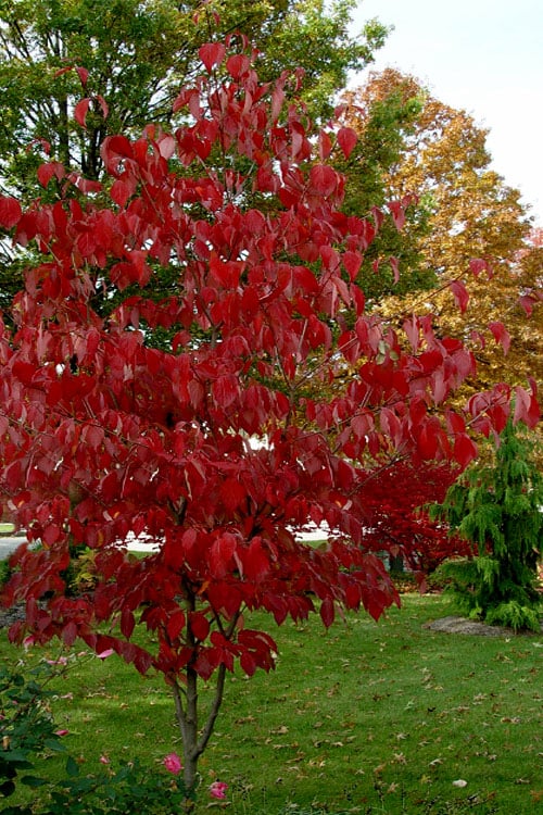 Ragin' Red Dogwood Tree - 5 Gallon Pot 
