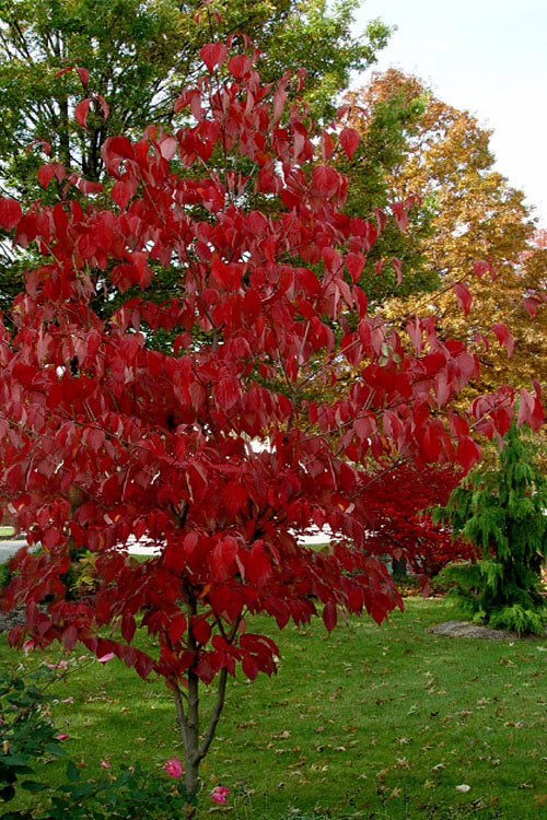  Ragin Red Dogwood Tree - 7 Gallon Pot