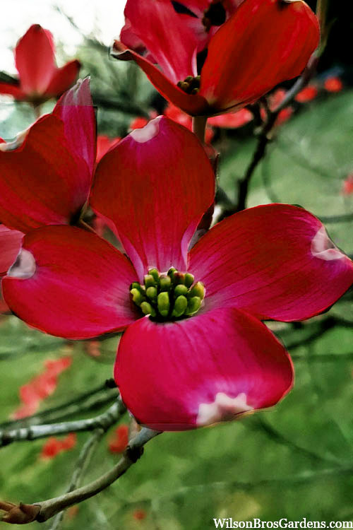  Ragin Red Dogwood Tree - 7 Gallon Pot