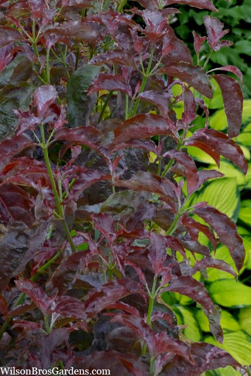  Ragin' Red Dogwood Tree - 5 Gallon Pot 