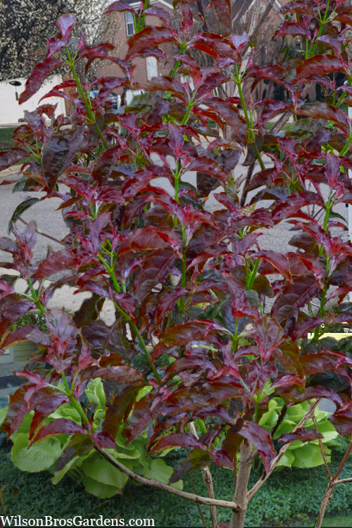  Ragin Red Dogwood Tree - 5 Gallon Pot