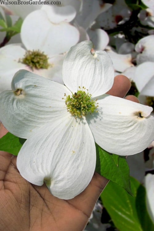  Super Princess White Dogwood - 3 Gallon Pot