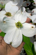  Super Princess White Dogwood - 7 Gallon Pot (5-6')