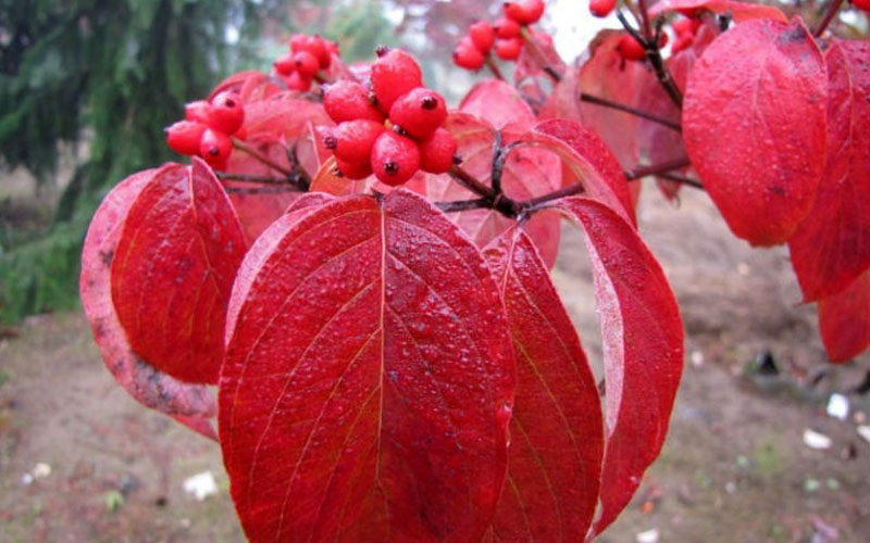  Super Princess White Dogwood - 5 Gallon Pot (4-5')