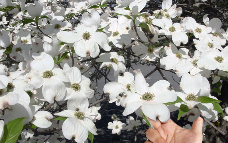  Super Princess White Dogwood - 7 Gallon Pot (5-6')
