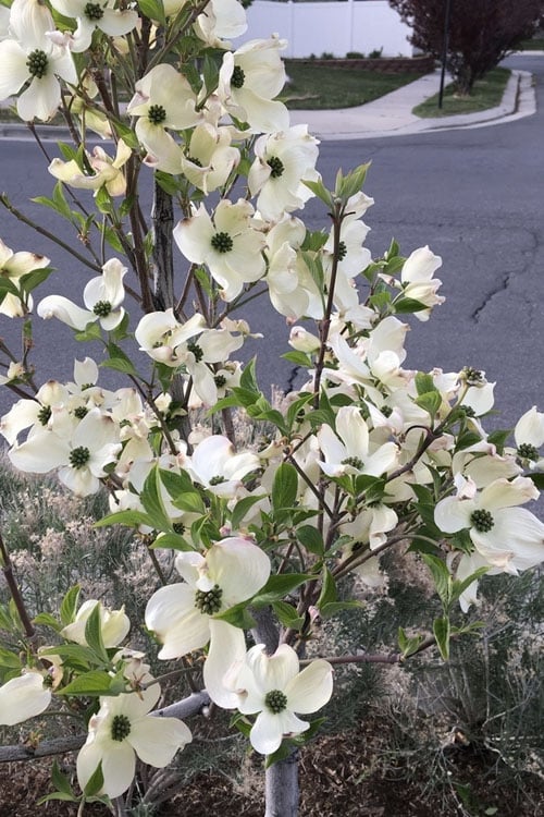  Super Princess White Dogwood - 3 Gallon Pot