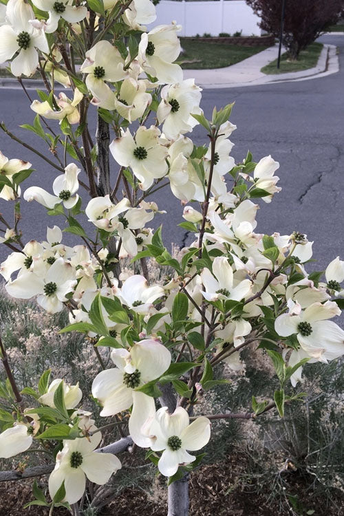  Super Princess White Dogwood - 5 Gallon Pot (4-5')