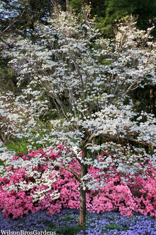  Super Princess White Dogwood - 3 Gallon Pot