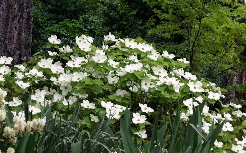  Suwannee Squat Dwarf Flowering Dogwood - 1 Gallon Pot
