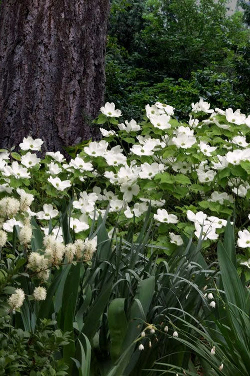  Suwannee Squat Dwarf Flowering Dogwood - 1 Gallon Pot