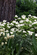  Suwannee Squat Dwarf Flowering Dogwood - 1 Gallon Pot