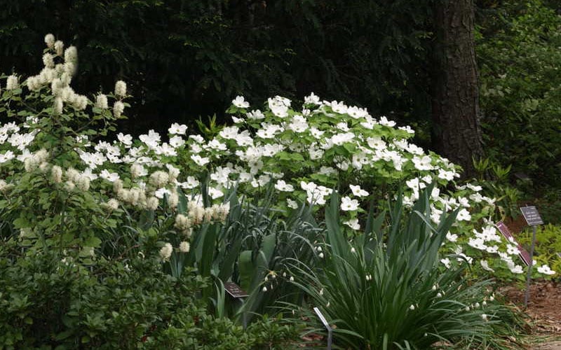  Suwannee Squat Dwarf Flowering Dogwood - 3 Gallon Pot