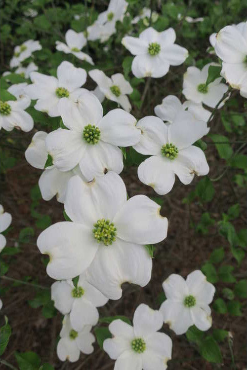  Suwannee Squat Dwarf Flowering Dogwood - 1 Gallon Pot