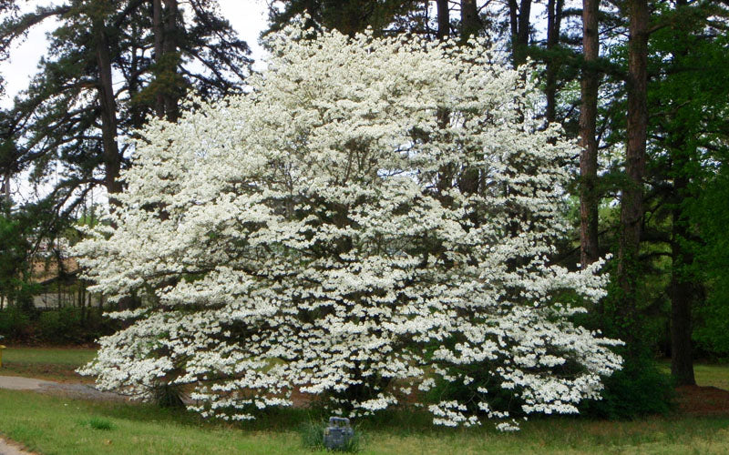  Native White Flowering Dogwood (Cornus Florida) - 3 Gallon Pot