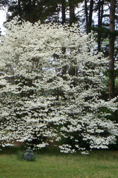  Native White Flowering Dogwood (Cornus Florida) - 3 Gallon Pot