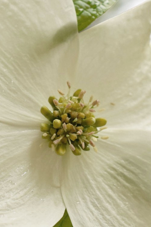  Native White Flowering Dogwood (Cornus Florida) - 3 Gallon Pot