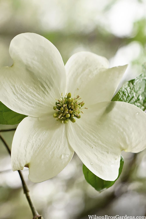  Native White Flowering Dogwood (Cornus Florida) - 3 Gallon Pot