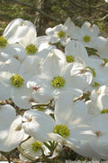  Native White Flowering Dogwood (Cornus Florida) - 3 Gallon Pot