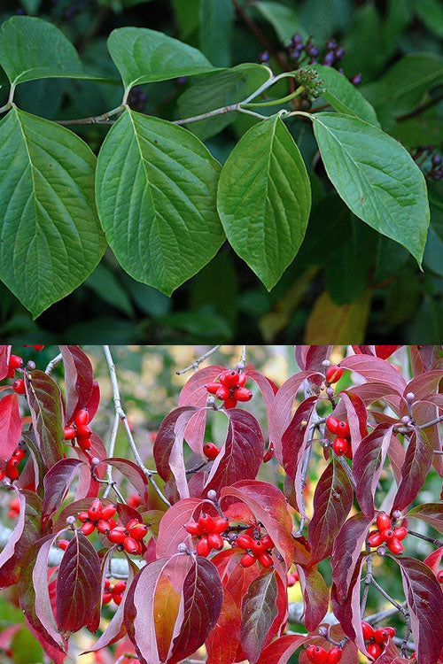  Native White Flowering Dogwood (Cornus Florida) - 3 Gallon Pot
