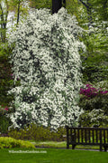 Elizabeth Lustgarten Weeping Kousa Dogwood Tree - 7 Gallon Pot