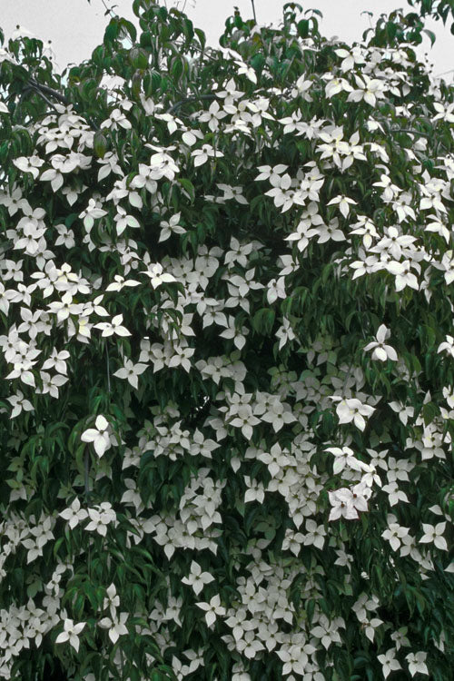  Elizabeth Lustgarten Weeping Kousa Dogwood Tree - 7 Gallon Pot