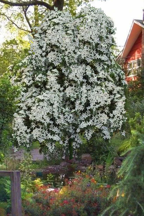  Elizabeth Lustgarten Weeping Kousa Dogwood Tree - 7 Gallon Pot
