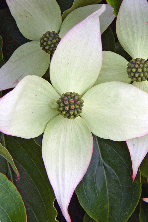  Elizabeth Lustgarten Weeping Kousa Dogwood Tree - 7 Gallon Pot