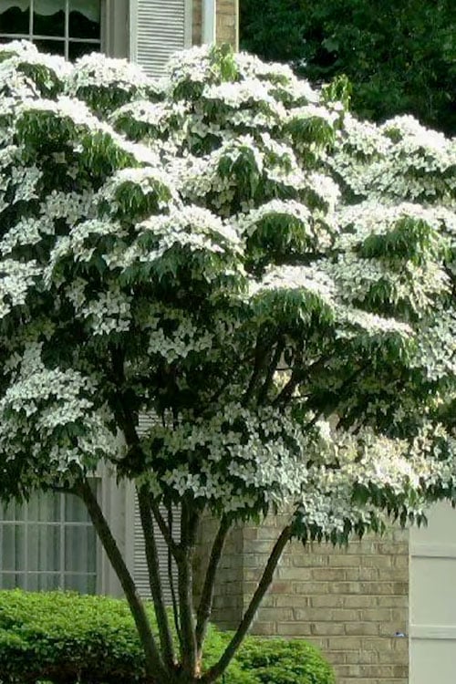  White Kousa Chinese Dogwood (Multi-Trunk) - 7 Gallon Pot (4-5')