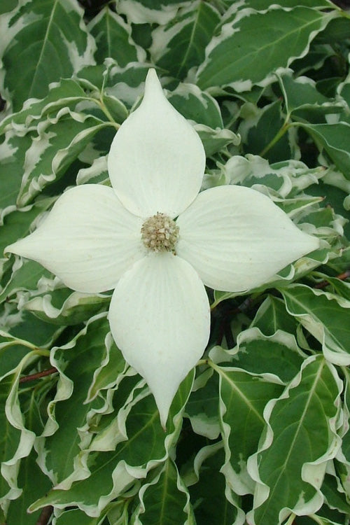  Samaritan Variegated Kousa Dogwood - 6 Gallon Pot