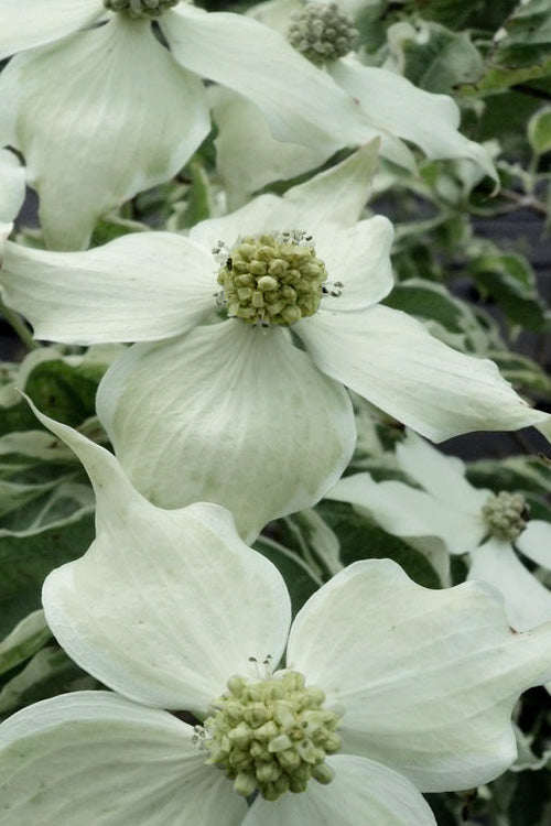  Samaritan Variegated Kousa Dogwood - 7 Gallon Pot (3-4')