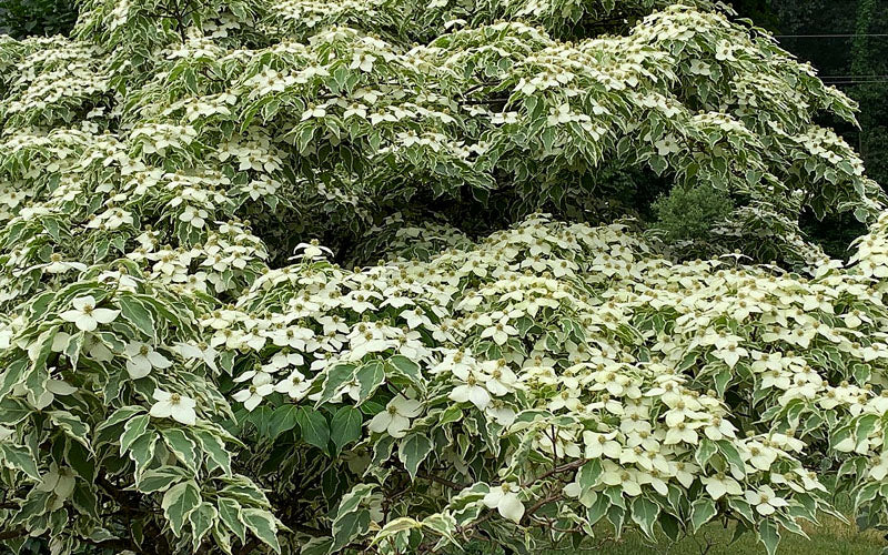  Samaritan Variegated Kousa Dogwood - 7 Gallon Pot (3-4')