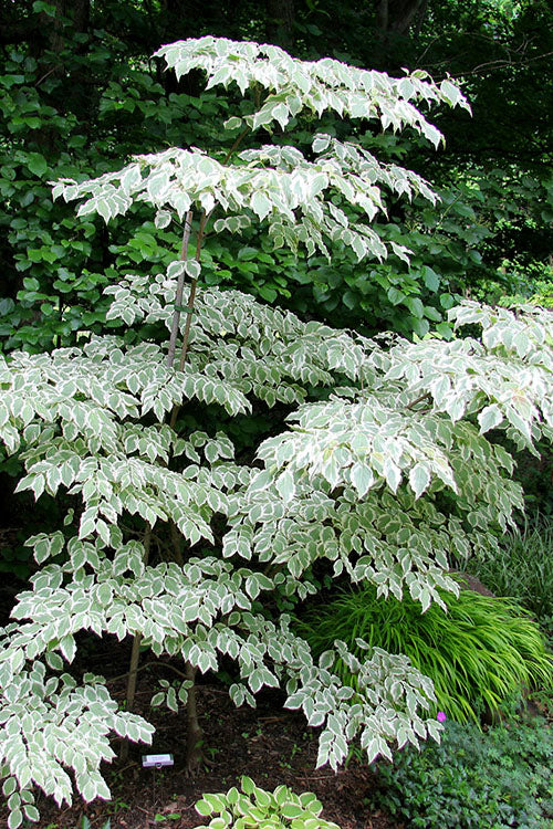  Samaritan Variegated Kousa Dogwood - 7 Gallon Pot (3-4')