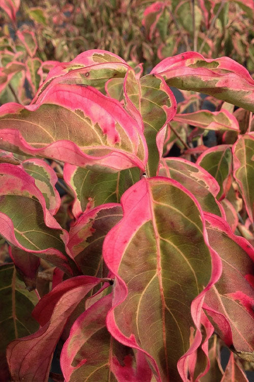  Samaritan Variegated Kousa Dogwood - 6 Gallon Pot