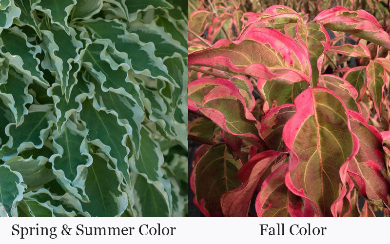  Samaritan Variegated Kousa Dogwood - 7 Gallon Pot (3-4')