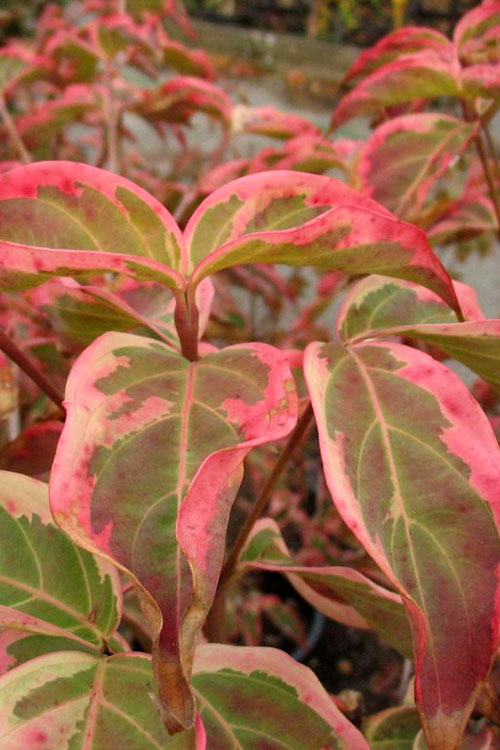  Samaritan Variegated Kousa Dogwood - 6 Gallon Pot