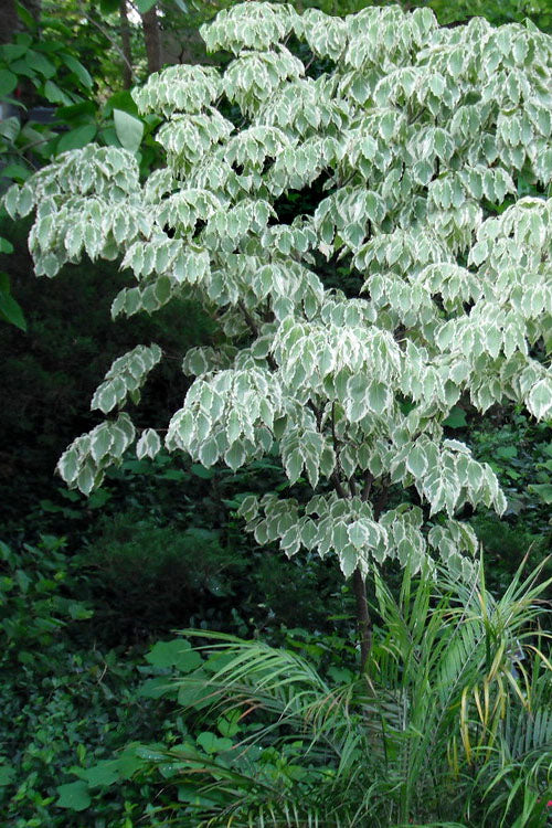  Samaritan Variegated Kousa Dogwood - 7 Gallon Pot (3-4')