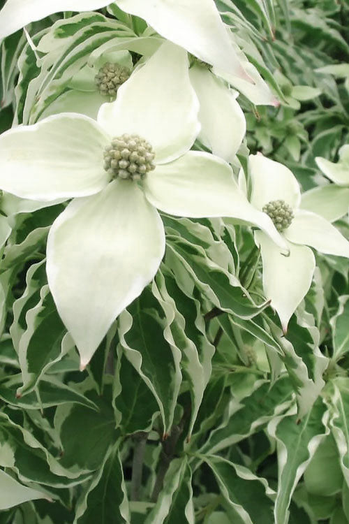  Samaritan Variegated Kousa Dogwood - 7 Gallon Pot (3-4')